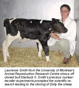 Canadian scientists clone Holstein
