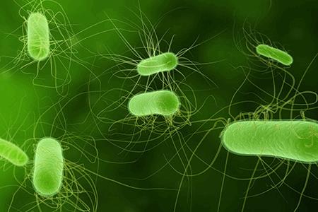 antimicrobial foam filter based on commercial support coated with