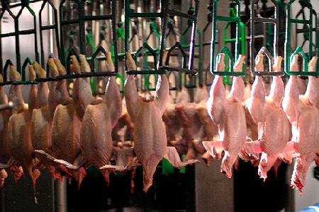 slaughter poultry chicken inspection process modernization facts