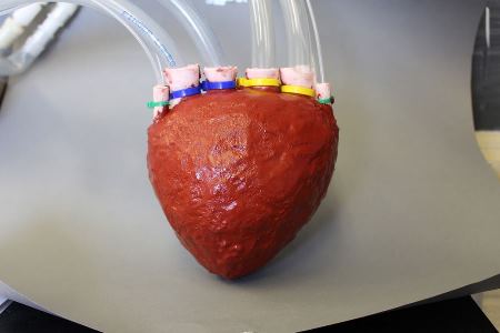 Cornell Develops Foam Artificial Heart
