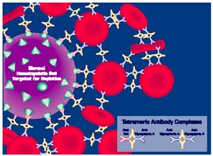 RosetteSep™ for monocyte enrichment