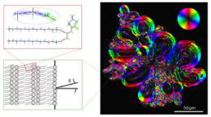 3D Mapping Of Lipid Orientation In Biological Tissues Such As Skin