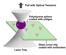 Optics Photonics News Optical Tweezers Enable Fast Accurate Cell