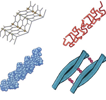 polymer of protein