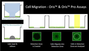 A Robust Quantitative Alternative To The Scratch Assay