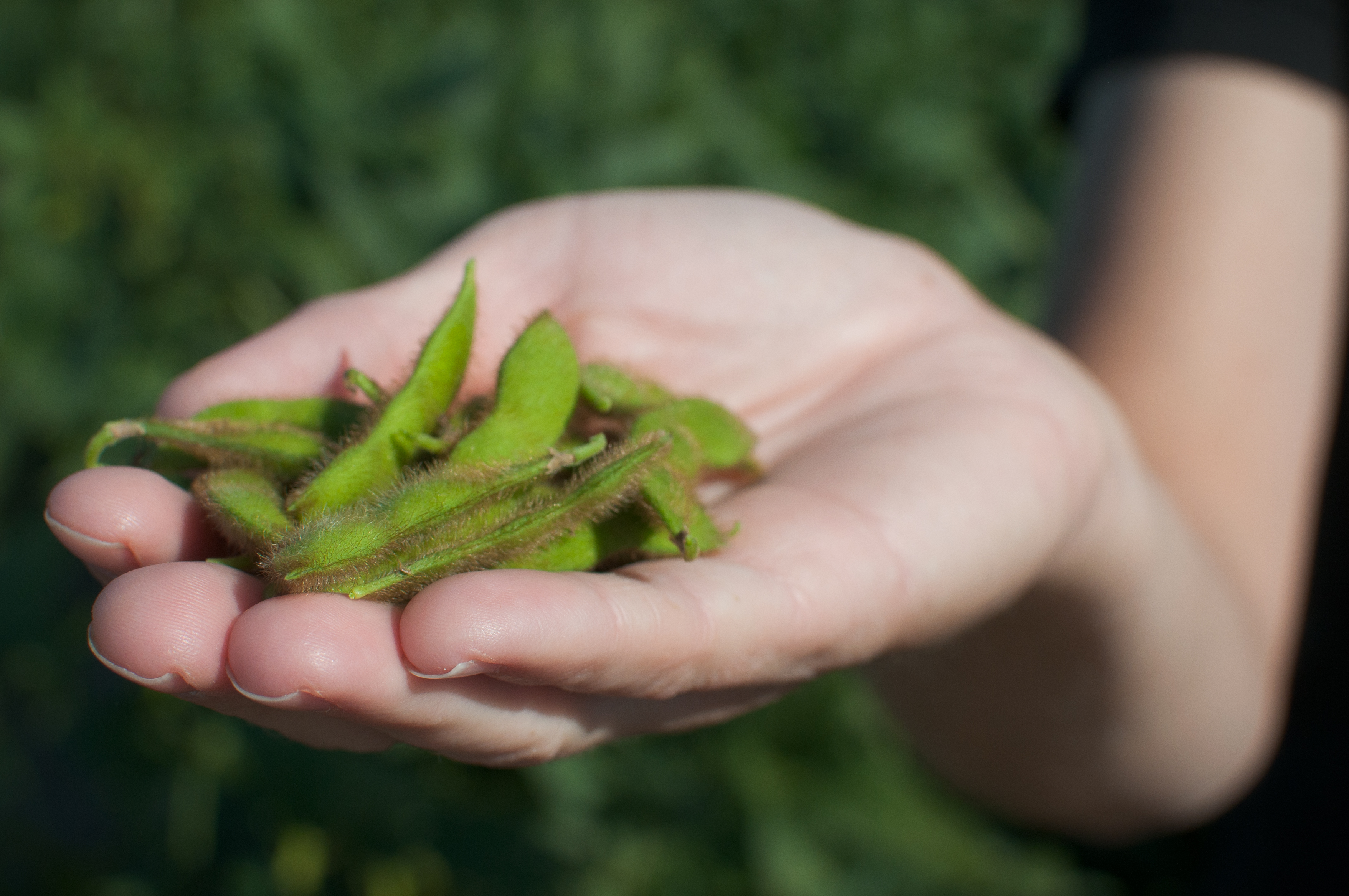 china-soybean-imports-surge-to-19-month-high-2020-01-14-world-grain