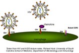 New chemokine that binds HIV co-receptor discovered New chemokine that binds HIV co-receptor discovered
