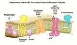 Cystis fibrosis transmembrane conductance protein regulator found