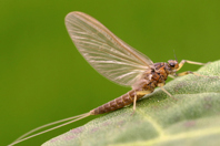 Turning Reclaimed Water Into Wildlife: How Tucson Saved The Santa Cruz River (Twice) Adult Mayfly-GettyImages-139531068