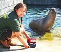 pal0708seals.jpg