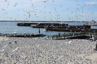 Restoring Bird Habitats While Sustaining Ours  Hampton 14
