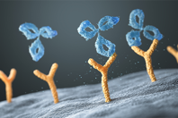 GettyImages-2230550003 antibody receptor
