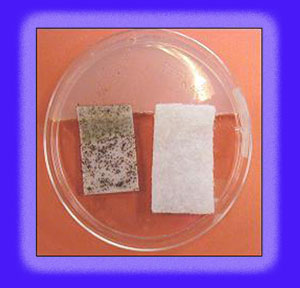 Fosshield Technology Combats The Growth Of Dangerous Microbes