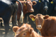 GettyImages-89952787_cows GettyImages-89952787_cows