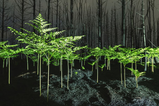 Woodlands-GettyImages-1531459441