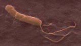 Antex Biologics Patents Helicobacter Pylori Vaccine Antex Biologics Patents Helicobacter Pylori Vaccine