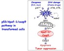 Apaf-1 switched off in malignant melanoma