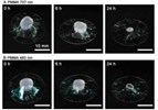 Water-Repellent Nanosheet Wrapper Enhances Biological Microscopy nanosheet-microscopy