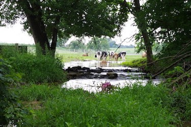 wetlands