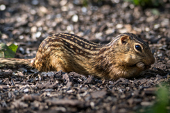 Thirteen lined ground squirrel-GettyImages-1422593614