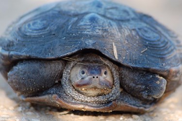 Algal Blooms Kill Hundreds Of Long Island Turtles