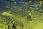 algal blooms 1