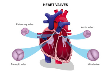 Human Heart Valve-GettyImages-1385632527
