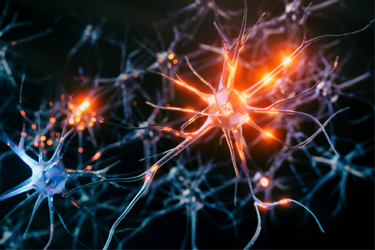 GettyImages-1434534146 neurons GettyImages-1434534146 neurons