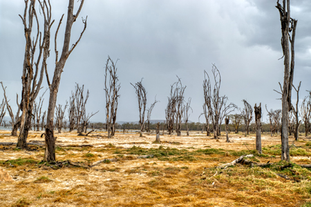 Defending Against Saltwater Intrusion