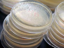 Research-206-18-2012