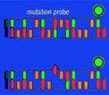 Mutation Detection Using Multi-color Detection on the LightCycler System Mutation Detection Using Multi-color Detection on the LightCycler System