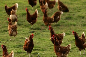 General Mills Commits To Cage-Free Eggs General Mills Cage-Free Eggs