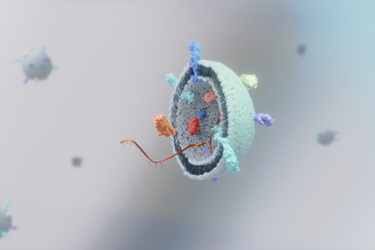 Extracellular vesicles EVs-GettyImages-2009511436 Extracellular vesicles EVs-GettyImages-2009511436