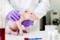 GettyImages-924285308_swine