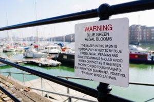GettyImages-1751685698 algal bloom sign