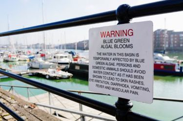 GettyImages-1751685698 algal bloom sign GettyImages-1751685698 algal bloom sign