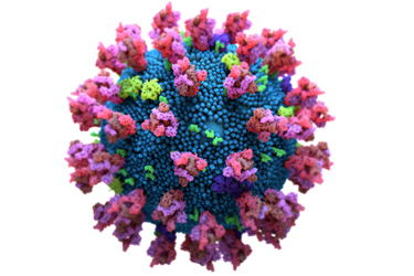 coronavirus spike protein iStock-1275227601