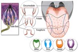 Taste Perception Differs Fundamentally from Olfaction According to Research at UCSD