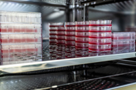 How Can I Increase My Viral Titers And Improve The Percentage Of Full AAVs? GettyImages-1212712327 cell cultures