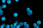 GettyImages-512757422-fluorescent-cells-microscopic-blue