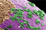 DARPA's New Synthetic Biology Program To Yield Novel MedTech DARPAs New Synthetic Biology Program To Yield Novel MedTech