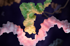 Transfer RNA, tRNA-GettyImages-1413505616