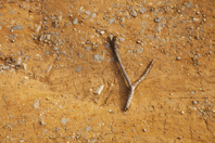 Many Believe Water Dowsing Works, Even If It's Stranger Than Fiction Finding water with a forked twig GettyImages-177514015