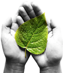gI_157924_MES Hand and Leaf gI_157924_MES Hand and Leaf