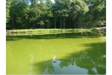 The University of Georgia The University of Georgia