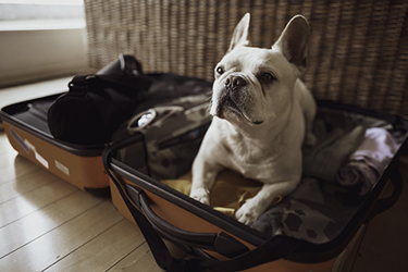 Dog Suitcase Events Dog Suitcase Events