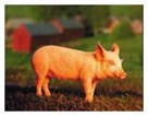 Animal Nutrition Animal Nutrition