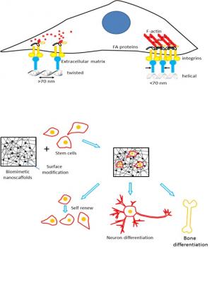 How Nanotechnology Can Advance Regenerative Medicine