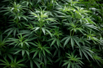 VARs Should Offer Broader Solutions To Cannabis Dispensaries Cannabis-iStock-1224757574