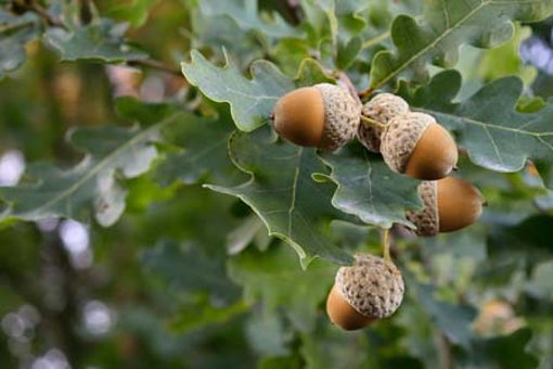 Oak Acorn, autumn-GettyImages-1332294522